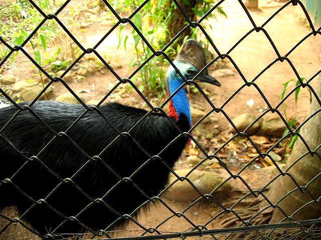 A 400 Rainforest Park a Kuranda.jpg